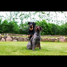 Ruhåret hønsehund Kærholt Lis (Allie)