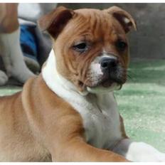 Staffordshire bull terrier * DALTON Jr. *