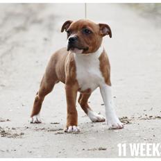 Staffordshire bull terrier * DALTON Jr. *