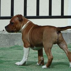Staffordshire bull terrier * DALTON Jr. *