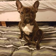 Fransk bulldog Molly