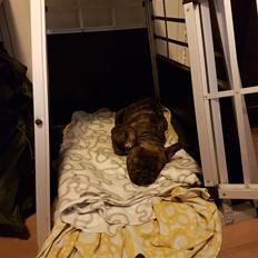 Fransk bulldog Molly