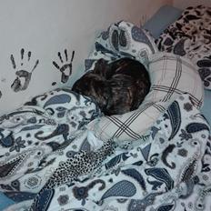 Fransk bulldog Molly