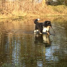 Shetland sheepdog Shellove Night Soldier (Luca)