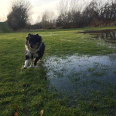 Shetland sheepdog Shellove Night Soldier (Luca)