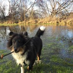 Shetland sheepdog Shellove Night Soldier (Luca)