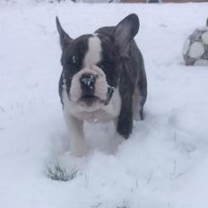 Fransk bulldog Molly