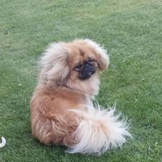 Pekingeser Arnold 