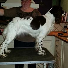 Engelsk springer spaniel Happy Lean´s Aya