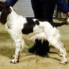 Engelsk springer spaniel Happy Lean´s Aya
