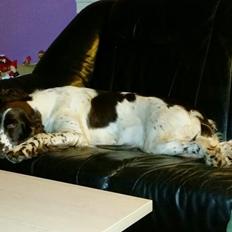 Engelsk springer spaniel Happy Lean´s Aya