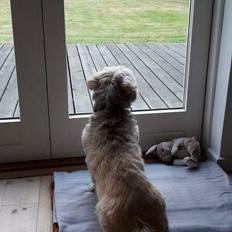 Lhasa apso Molly  i comeback nu næsten 12 år   