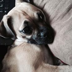 Blanding af racer Wanda