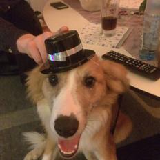 Blanding af racer Monty 