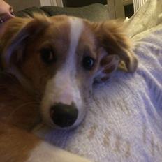 Blanding af racer Monty 