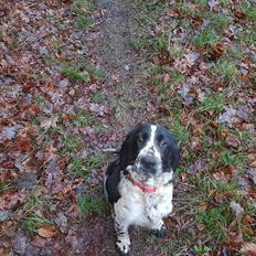 Engelsk springer spaniel Wøkk´s Dina