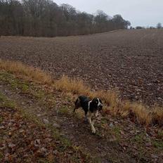 Engelsk springer spaniel Wøkk´s Dina