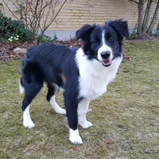 Border collie Molly