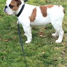 Engelsk bulldog Bertram