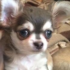 Chihuahua Pleasure" Amadeus " King of the World 