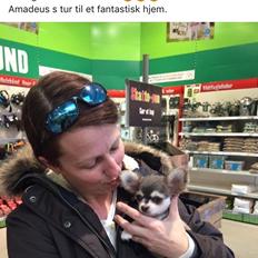 Chihuahua Pleasure" Amadeus " King of the World 