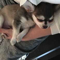 Chihuahua Pleasure" Amadeus " King of the World 