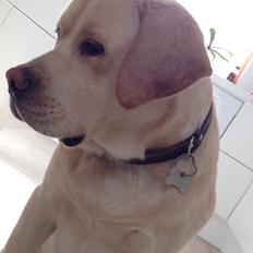 Labrador retriever Timmy Larsen