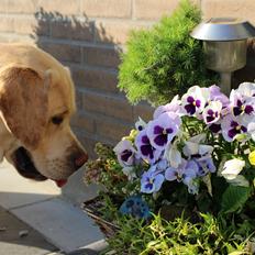 Labrador retriever Timmy Larsen