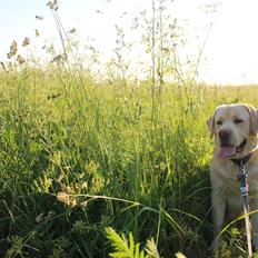 Labrador retriever Timmy Larsen