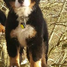 Berner sennenhund Scachris´s Sille "Lippa"