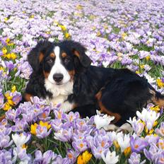 Berner sennenhund Scachris´s Sille "Lippa"