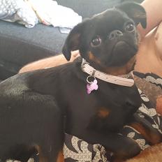 Griffon petit brabancon Amy