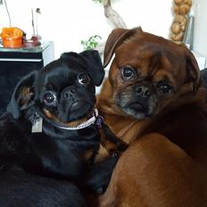 Griffon petit brabancon Amy