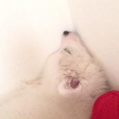 Japansk spids Miku (udtales Miko) 