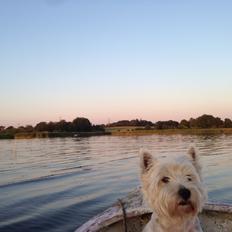 West highland white terrier Bobby
