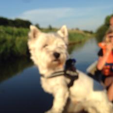 West highland white terrier Bobby