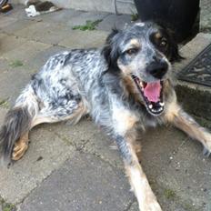 Blanding af racer Smilla