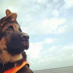 Schæferhund Lester Flokkenlund