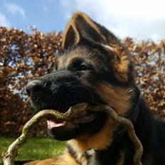 Schæferhund Lester Flokkenlund