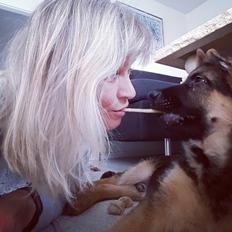 Schæferhund Lester Flokkenlund