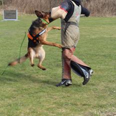 Schæferhund Vesterlund Olek