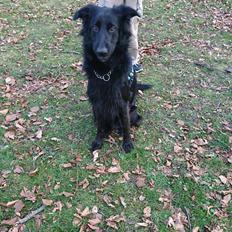 Blanding af racer Emmet R.I.P.