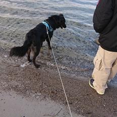 Blanding af racer Emmet R.I.P.