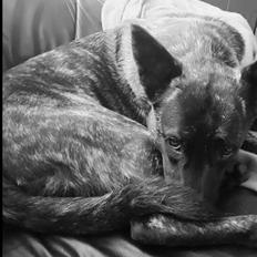 Hollandsk hyrdehund Resy