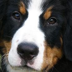 Berner sennenhund Milja