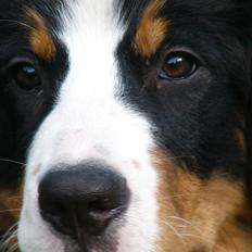 Berner sennenhund Milja