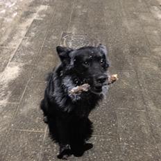 Blanding af racer Bølle