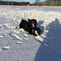 Blanding af racer Bølle