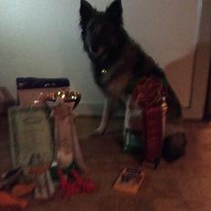 Tervueren Athene A Fleme Of Pride