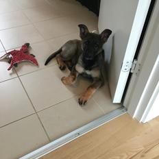 Schæferhund Weedfald Enya